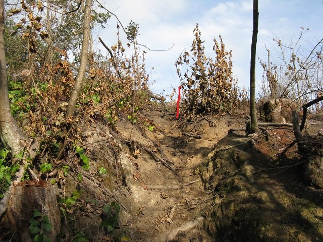 Laying out the loop track 4. Cambridge Tree Trust